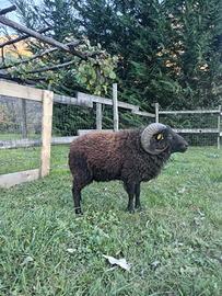 Pecore nane ouessant