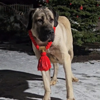 Kangal malakli