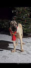 Kangal malakli