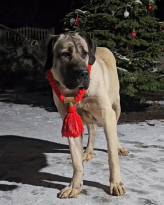 Kangal malakli