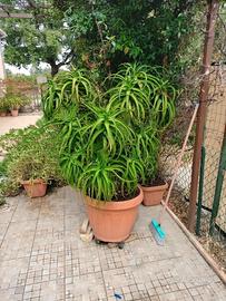 Aloe Arborescens gigante - altezza 160 cm 