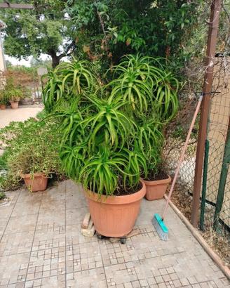 Aloe Arborescens gigante - altezza 160 cm 