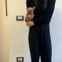 Chorkie teacup da Chihuahua Yorkshire piccolissimi