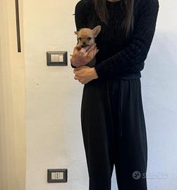 Chorkie teacup da Chihuahua Yorkshire piccolissimi