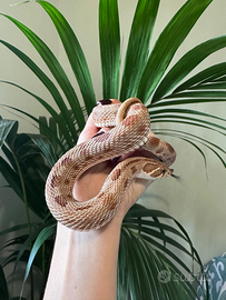 Heterodon Nasicus 0.1