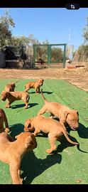 Pitbull