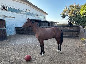 Vendita puledro da salto