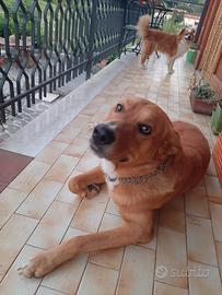 cane taglia media