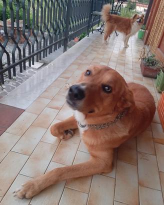 cane taglia media