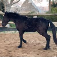 Cavallo puledro murgese