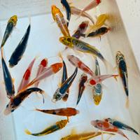 Carpe koi 7-14 cm miste