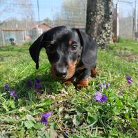 Cuccioli bassotto tedesco taglia nana