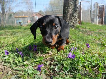 Cuccioli bassotto tedesco taglia nana
