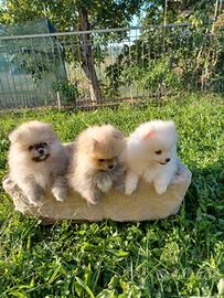 Cuccioli di Spitz Pomerania