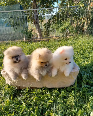 Cuccioli di Spitz Pomerania