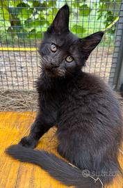 Cucciolo maschio di maine coon (Tequila)