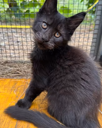 Cucciolo maschio di maine coon (Tequila)