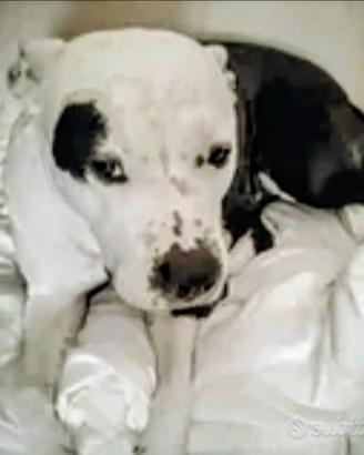 Amstaff femmina 6 anni