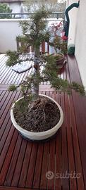 Bonsai cedro del libano