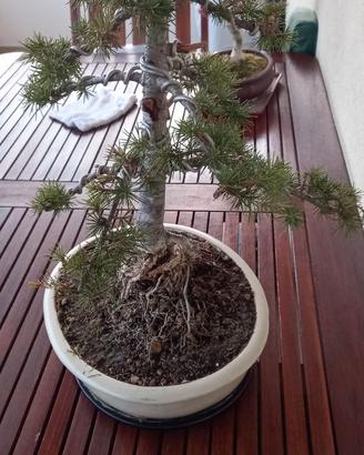 Bonsai cedro del libano