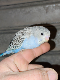 Cocorito blu maschio allevato a mano