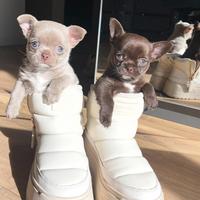 Chihuahua mini mini pedigree pagamento dilazionato