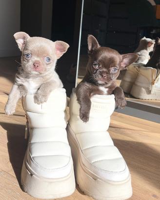Chihuahua mini mini pedigree pagamento dilazionato