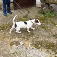 Jack russel