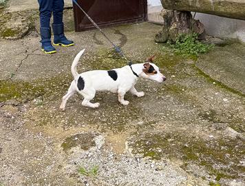 Jack russel