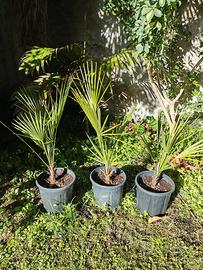 Palma di San Pietro (Chamaerops humilis) 