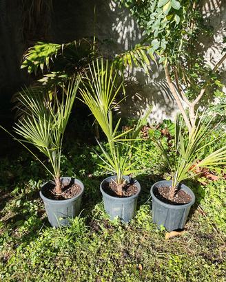 Palma di San Pietro (Chamaerops humilis) 
