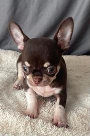 Chihuahua mini