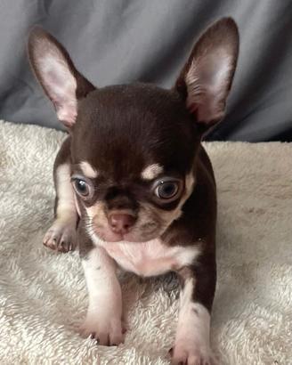 Chihuahua mini