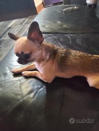 zaee chihuahua mini Toy 