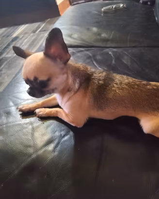 zaee chihuahua mini Toy 