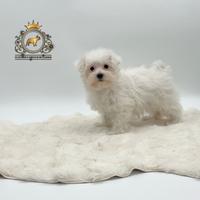 Esclusivi cuccioli Maltese