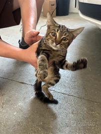 Gatto tigrato
