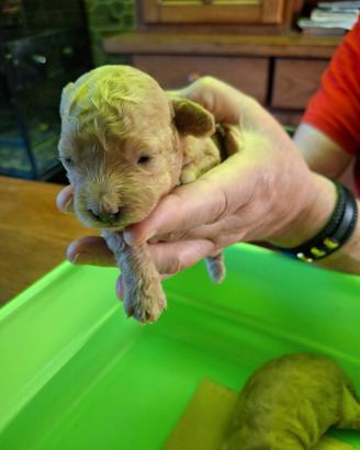 Cuccioli Barboncino
