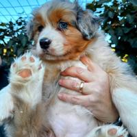 Australian Shepherd Pastore Australiano femmina