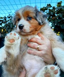 Australian Shepherd Pastore Australiano femmina