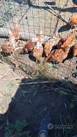 Galline