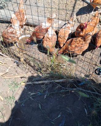 Galline
