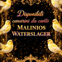 Malinois waterslager