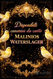 Malinois waterslager