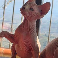 Cuccioli Sphynx