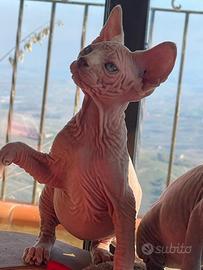 Cuccioli Sphynx