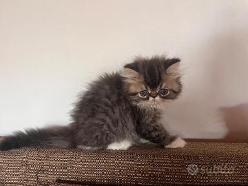 Splendidi cuccioli di gatto Persiano