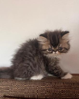 Splendidi cuccioli di gatto Persiano