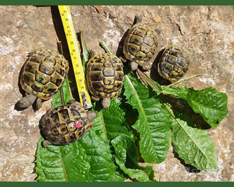 Tartarughe di terra 2021 - Testudo THB