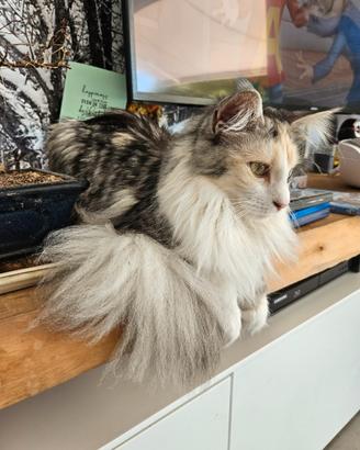Maine coon femmina monta